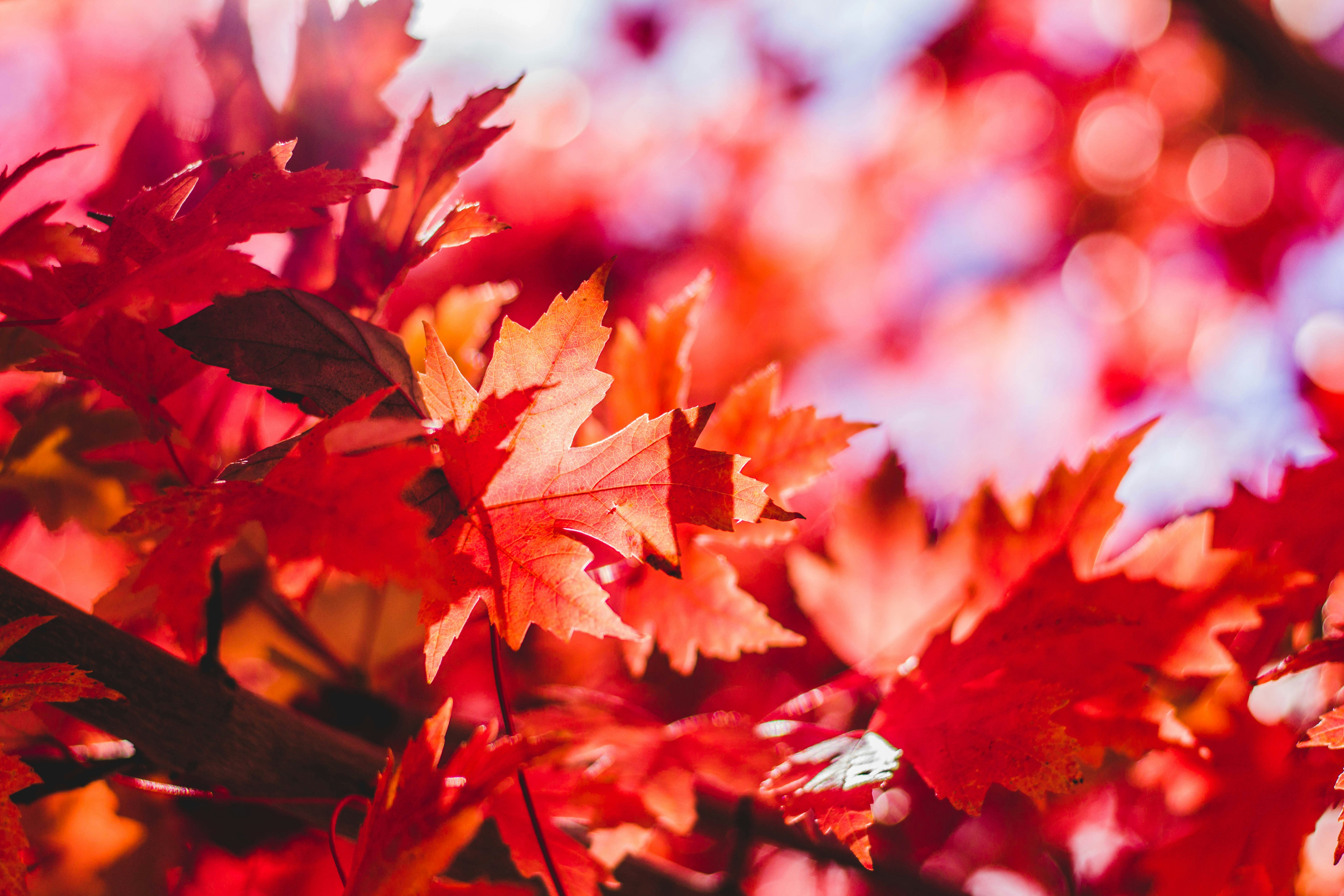 Herbst